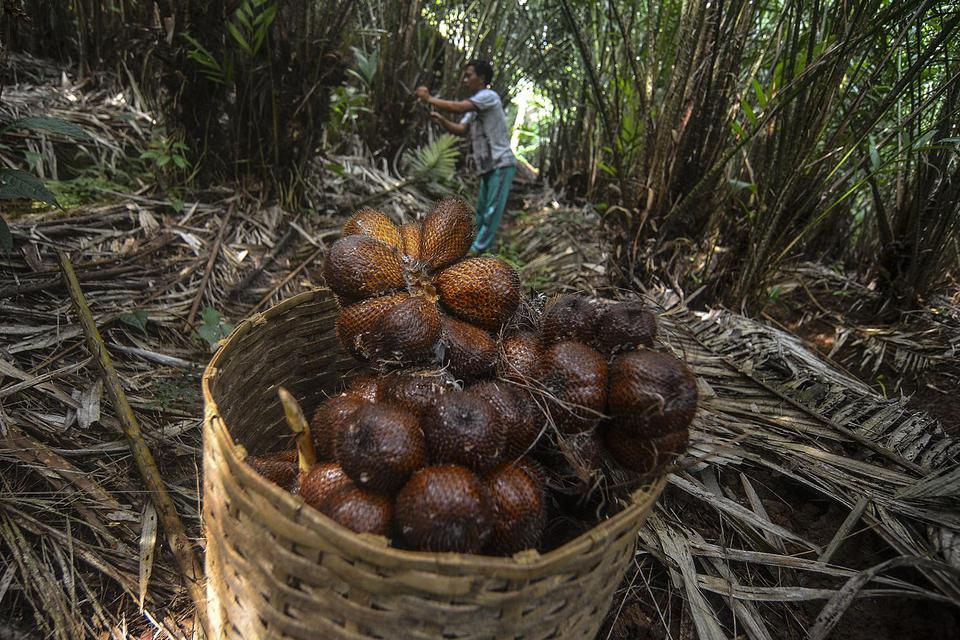 FAO Tetapkan Sistem Tanam Salak Bali Sebagai Warisan Pertanian Dunia